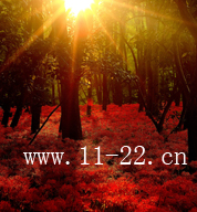 ��ǰ��������